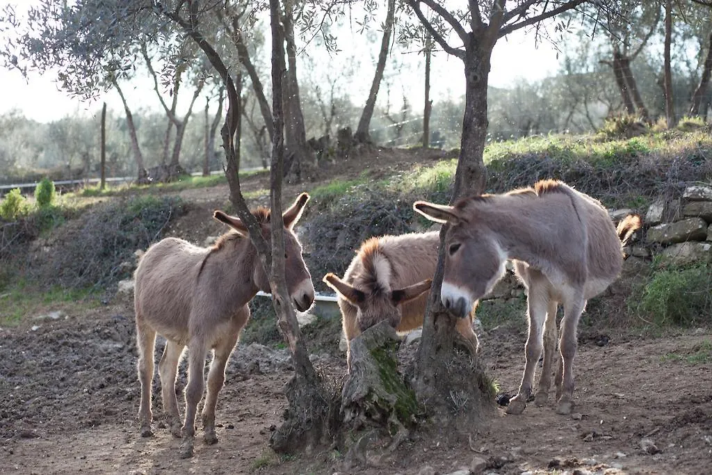Agriturismo Fattoria Di Maiano Fiesole Çiftlik konaklama