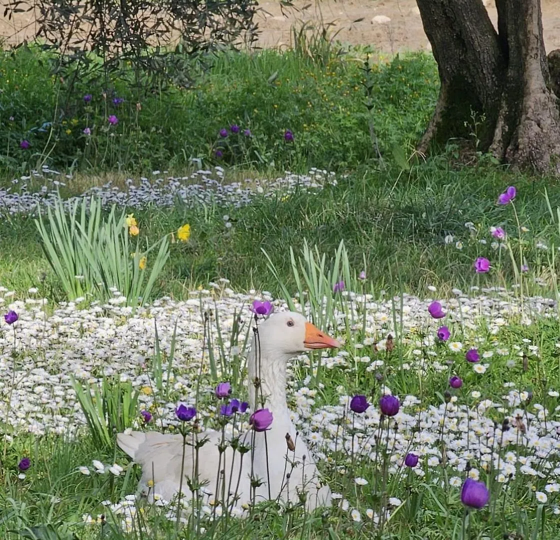 Agriturismo Fattoria Di Maiano Fiesole Séjour à la ferme